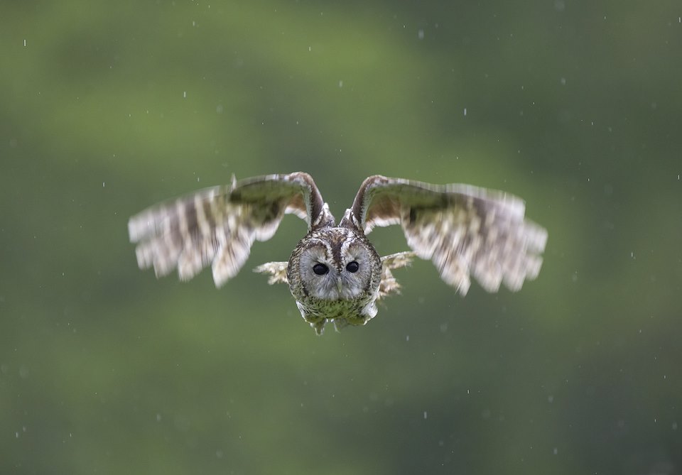 Tawny owl (Strix aluco) in flight in woodland glade, Cairngorms National Park, Scotland.